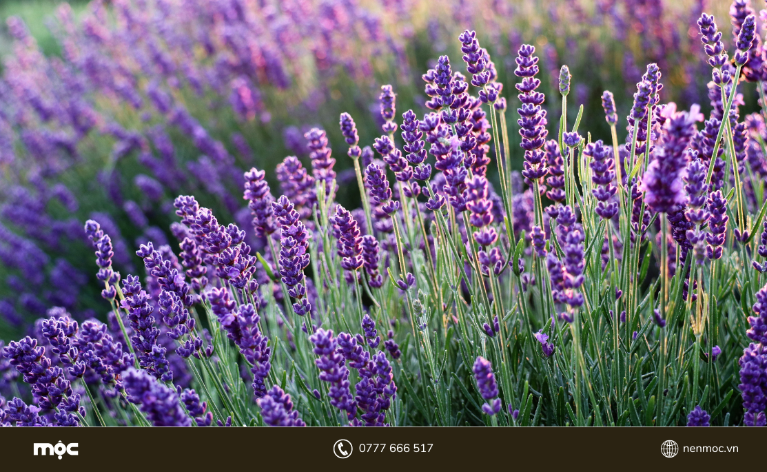 Lavender